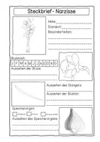 Vorschau - Arbeitsblätter - Frühblüher - Steckbrief - Seite 3