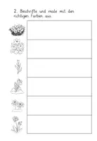 Vorschau - Arbeitsblätter - Frühling Frühblüher Arbeitsblätter - Seite 2