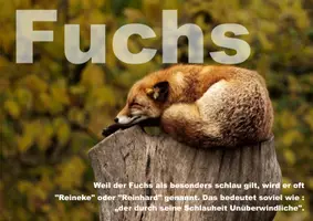 Vorschau - Präsentationen/Tafelbilder - Fuchs - Kartei & Tafelmaterial - Seite 1