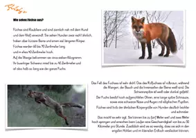 Vorschau - Präsentationen/Tafelbilder - Fuchs - Kartei & Tafelmaterial - Seite 2