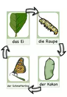 Vorschau - Poster - Tafelmaterial: Vom Ei zum Schmetterling (Kl. 1-4) - Seite 1