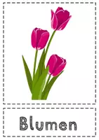 Vorschau - Poster - Immer wieder kommt ein neuer Frühling - Bildkarten - Seite 3