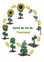 Aperçu - Feuilles d'exercices - Kit pédagogique cycle de vie de plantes - Page de couverture