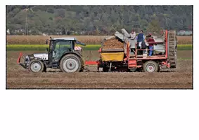 Vorschau - Arbeitsblätter - Kartoffelanbau früher und heute - Infotexte und ABs mit Lineatur für die 2., 3., 4. Klasse - Seite 3