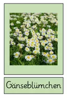 Vorschau - Poster - Blumen auf der Wiese : Wiesenblumen Plakate - Seite 1