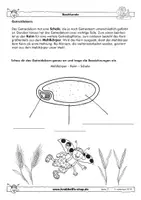 Vorschau - Arbeitsblätter - Getreide - fächerübergreifende Arbeitsblätter - Krabbelfix - Seite 2