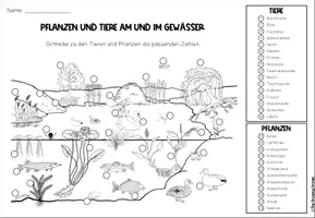 Vorschau - Arbeitsblätter - Tiere und Pflanzen am und im Teich - Arbeitsblätter - Seite 3
