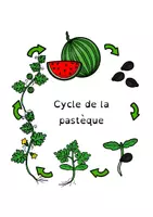 Aperçu - Feuilles d'exercices - sciences : le cycle de vie de la pastèque - Page de couverture