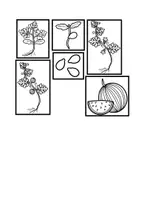 Aperçu - Feuilles d'exercices - sciences : le cycle de vie de la pastèque - Page 3
