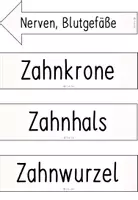 Vorschau - Poster - Tafelmaterial - Poster Aufbau Zahn - Seite 2