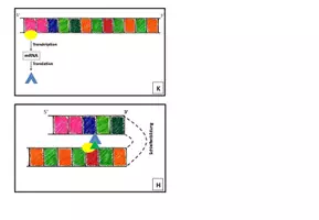 Vorschau - Bildkarten - Genregulation Eukaryoten Biologie Sek II Bildkarten - Seite 1