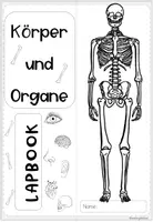 Vorschau - Arbeitsblätter - Körper und Organe | Sachunterricht Grundschule Klasse 3-4 Lapbook - Seite 1