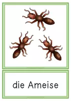 Vorschau - Arbeitsblätter - Lebenszyklus Ameise - Materialpaket - Seite 2