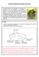 Vorschau - Arbeitsblätter - AB Grüne Samtschnecke (Modellorganismus Endosymbiontentheorie) - Seite 2