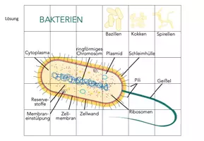 Vorschau - Arbeitsblätter - Bakterien – Puzzle - Seite 2
