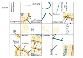Vorschau - Arbeitsblätter - Bakterien – Puzzle - Seite 1