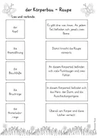 Vorschau - Arbeitsblätter - 2. Sequenz - Körperbau Raupe und Schmetterling - Seite 2