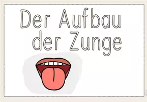 Vorschau - Präsentationen/Tafelbilder - Die Zunge - Tafelmaterial - Seite 2