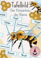 Vorschau - Stundenentwürfe - XL Materialpaket: Die Biene - Seite 1