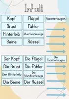 Vorschau - Stundenentwürfe - XL Materialpaket: Die Biene - Seite 3