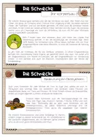 Vorschau - Text - Infotexte zur Schnecke - Wirbellose - Seite 3