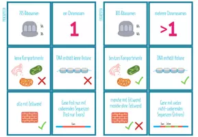 Vorschau - Spiele - Prokaryoten - Eukaryoten Vergleich – Zuordnungsaktivität - Seite 2