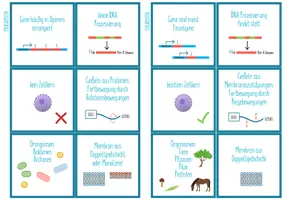 Vorschau - Spiele - Prokaryoten - Eukaryoten Vergleich – Zuordnungsaktivität - Seite 3