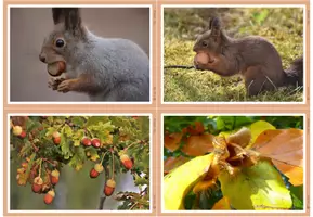 Vorschau - Bildkarten - Fotos - Eichhörnchen - Seite 1