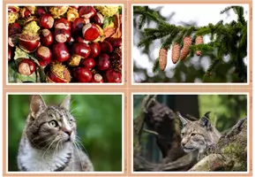 Vorschau - Bildkarten - Fotos - Eichhörnchen - Seite 2
