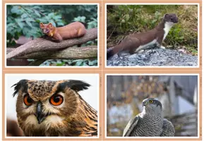 Vorschau - Bildkarten - Fotos - Eichhörnchen - Seite 3