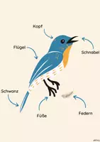 Vorschau - Arbeitsblätter - Über Tiere reden - Lebensräume und Merkmale - Seite 3