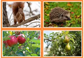 Vorschau - Bildkarten - Fotos - Herbst - Seite 2