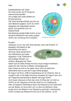 Vorschau - Stundenentwürfe - Rund um Zellen und Fotosynthese, Priestley Texte Aufgaben Lösung - Seite 3