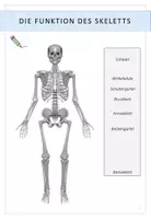 Vista previa - Hojas de trabajo - Biologie: Der Mensch - Funktionen des menschlichen Skeletts - página 2