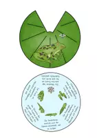 Vorschau - Mal- und Bastelvorlagen - Lebenszyklus Frosch Drehscheibe - Seite 1