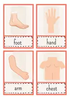 Vorschau - Poster - Body Parts - Flashcards - Englisch - Seite 1