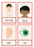 Vorschau - Poster - Body Parts - Flashcards - Englisch - Seite 2