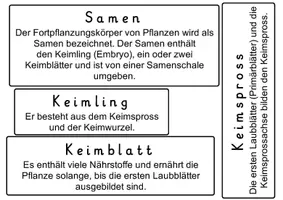 Vorschau - Arbeitsblätter - Fachbegriffe rund um die Bohne und deren Wachstum (HoKi) - Seite 2