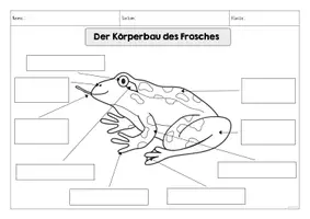 Vorschau - Arbeitsblätter - Körperbau Frosch Arbeitsblätter - Seite 2