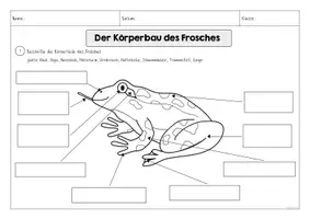 Vorschau - Arbeitsblätter - Körperbau Frosch Arbeitsblätter - Seite 3