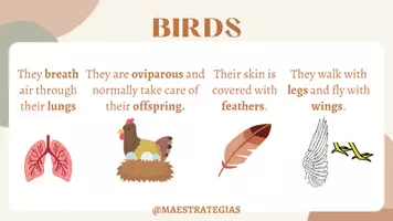 Vista previa - Unidades / Secuencias / Situaciones de Aprendizaje - Llavero vertebrates maestrategias - página 3