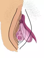 Vorschau - selbst erstellte Cliparts/Grafiken - Abbildung der Klitoris / Vulva für den Sexualkundeunterricht - Seite 3