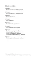 Vorschau - Experimente - Verdauung beim Menschen - Seite 2