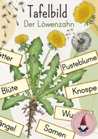 Vorschau - Stationenlernen - Tafelbild: Der Löwenzahn/ Bestandteile des Löwenzahns - Deckblatt