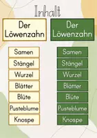Vorschau - Stationenlernen - Tafelbild: Der Löwenzahn/ Bestandteile des Löwenzahns - Seite 2