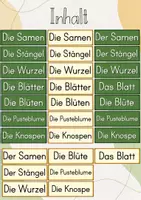 Vorschau - Stationenlernen - Tafelbild: Der Löwenzahn/ Bestandteile des Löwenzahns - Seite 3