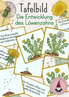 Vorschau - Stationenlernen - Tafelbild: Die Entwicklung des Löwenzahns/ Vom Samen zur Pflanze - Deckblatt