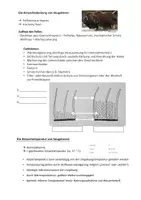 Vorschau - Arbeitsblätter - Körpertemperatur und Körperbedeckung Handout (Säugetiere) - Seite 2