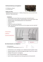 Vorschau - Arbeitsblätter - Körpertemperatur und Körperbedeckung Handout (Säugetiere) - Seite 3