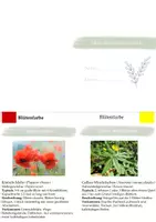 Vorschau - Merkblätter - Mein Bestimmungsbuch zu Blütenpflanzen - Seite 1